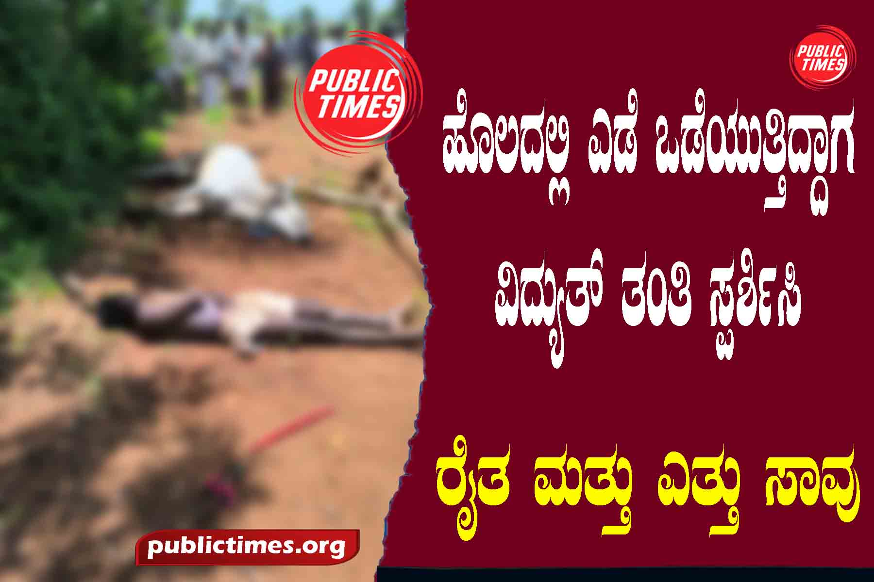 Touch an electric wire while breaking in the field : farmer and ox die ಹೊಲದಲ್ಲಿ ಎಡೆ ಒಡೆಯುತ್ತಿದ್ದಾಗ ವಿದ್ಯುತ್ ತಂತಿ ಸ್ಪರ್ಶಿಸಿ : ರೈತ ಮತ್ತು ಎತ್ತು ಸಾವು