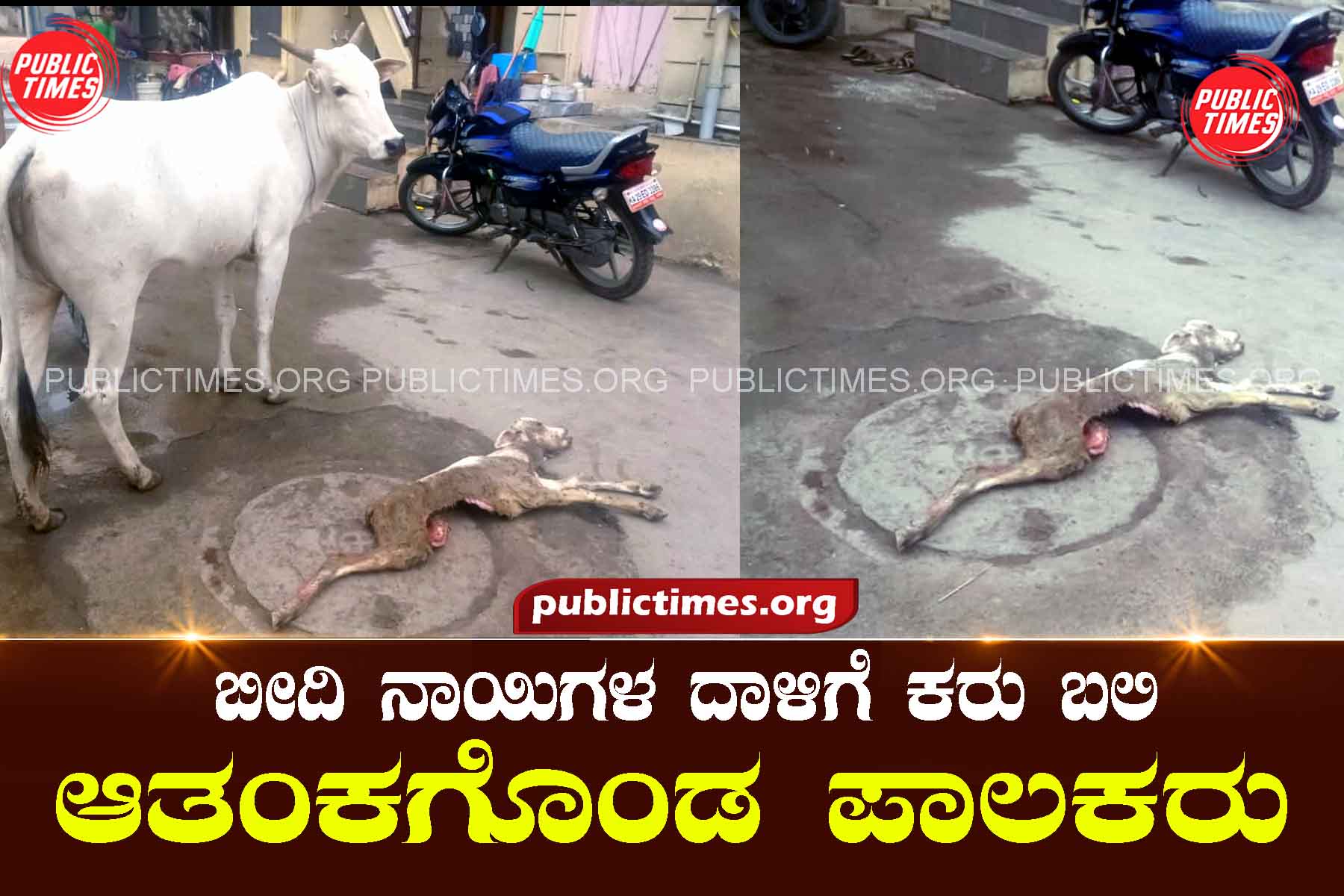 Parents are worried that the calf has succumbed to the attack of stray dogs ಬೀದಿ ನಾಯಿಗಳ ದಾಳಿಗೆ ಕರು ಬಲಿ ಆತಂಕಗೊಂಡ ಪಾಲಕರು