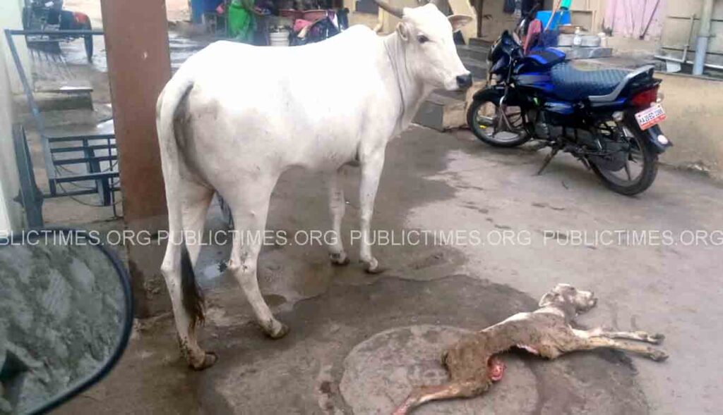 Parents are worried that the calf has succumbed to the attack of stray dogs ಬೀದಿ ನಾಯಿಗಳ ದಾಳಿಗೆ ಕರು ಬಲಿ ಆತಂಕಗೊಂಡ ಪಾಲಕರು