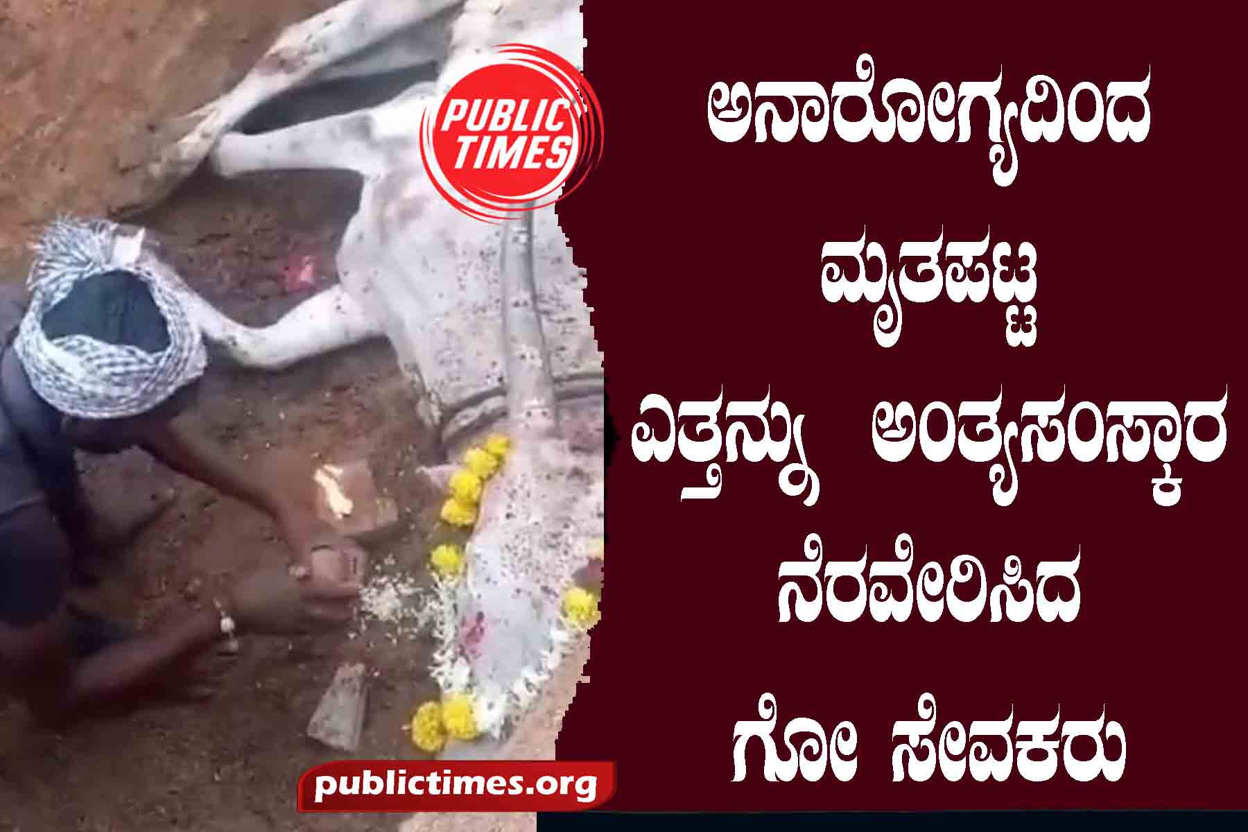 A bull that died due to illness: Go sevaks performed the last cremation ಅನಾರೋಗ್ಯದಿಂದ ಮೃತಪಟ್ಟ ಎತ್ತನ್ನು : ಅಂತ್ಯಸAಸ್ಕಾರ ನೆರವೇರಿಸಿದ ಗೋ ಸೇವಕರು