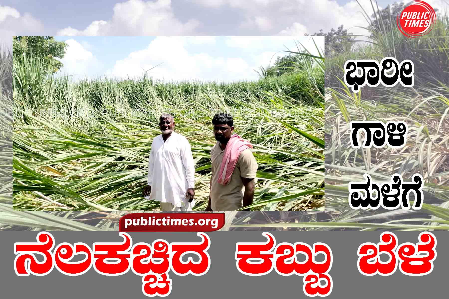 Heavy wind - cane crop downed by rain ಭಾರೀ ಗಾಳಿ - ಮಳೆಗೆ ನೆಲಕಚ್ಚಿದ ಕಬ್ಬು ಬೆಳೆ