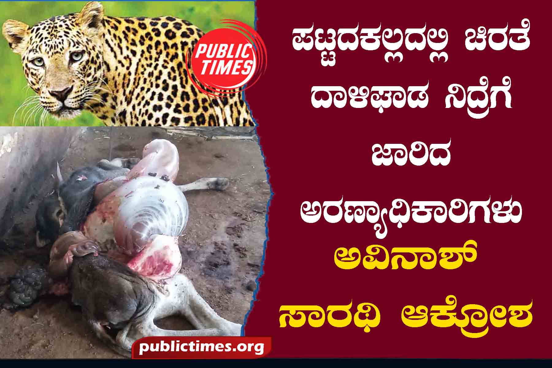 Leopard attack in Pattadakalla: forest officers fell asleep Avinash Sarathi outrage ಪಟ್ಟದಕಲ್ಲದಲ್ಲಿ ಚಿರತೆ ದಾಳಿ: ಘಾಡ ನಿದ್ರೆಗೆ ಜಾರಿದ ಅರಣ್ಯಾಧಿಕಾರಿಗಳು ಅವಿನಾಶ್ ಸಾರಥಿ ಆಕ್ರೋಶ