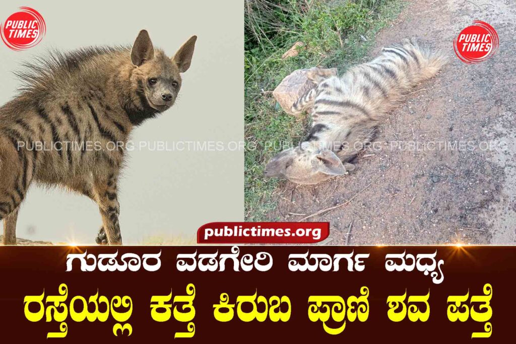 Dead body of donkey found on Gudura Vadageri Marg road ಗುಡೂರ ವಡಗೇರಿ ಮಾಗ೯ ಮಧ್ಯ ರಸ್ತೆಯಲ್ಲಿ ಕತ್ತೆ ಕಿರುಬ ಶವ ಪತ್ತೆ
