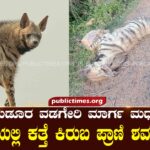 Dead body of donkey found on Gudura Vadageri Marg road ಗುಡೂರ ವಡಗೇರಿ ಮಾಗ೯ ಮಧ್ಯ ರಸ್ತೆಯಲ್ಲಿ ಕತ್ತೆ ಕಿರುಬ ಶವ ಪತ್ತೆ